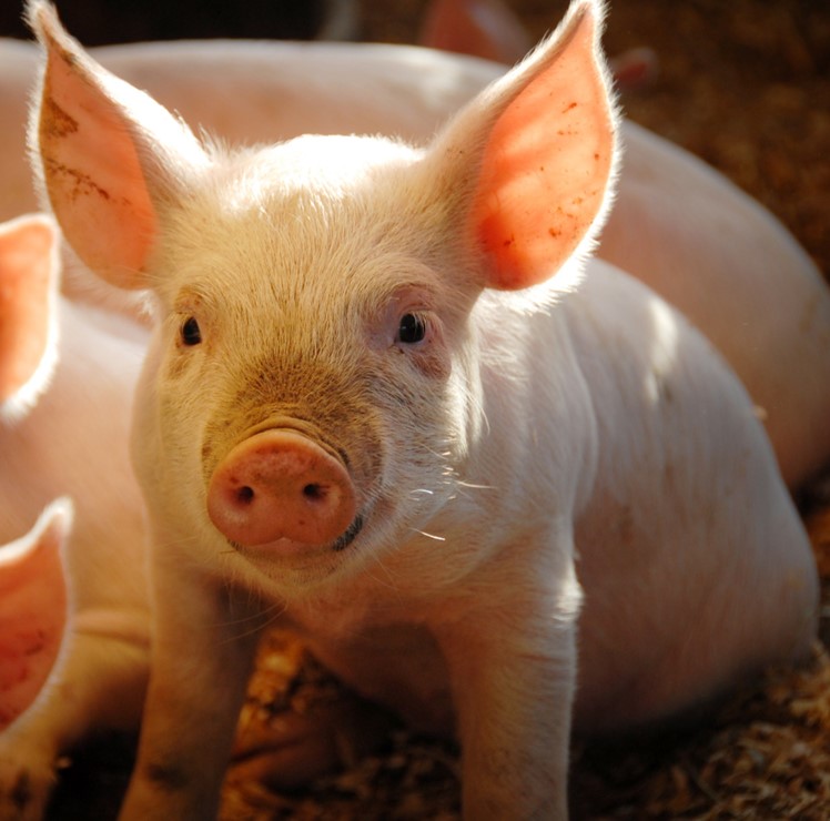 Livestock Validation
